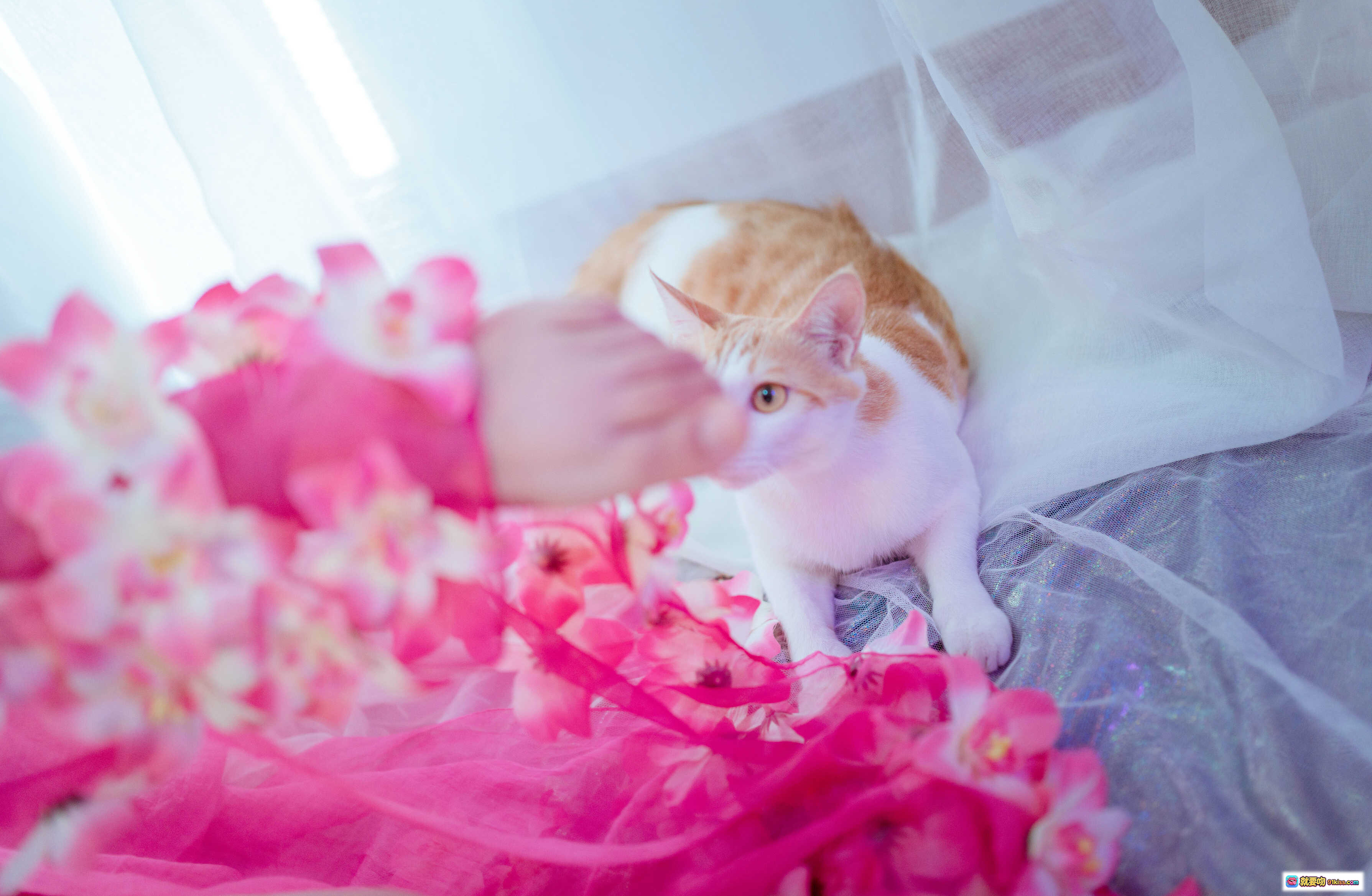 图片[3] - 阿半COS杀生院祈荒写真集NO.011 | 粉白系性感造型 | 25P高清图集 | 65MB下载 | 二次元动漫角色扮演美图 - 就要吻