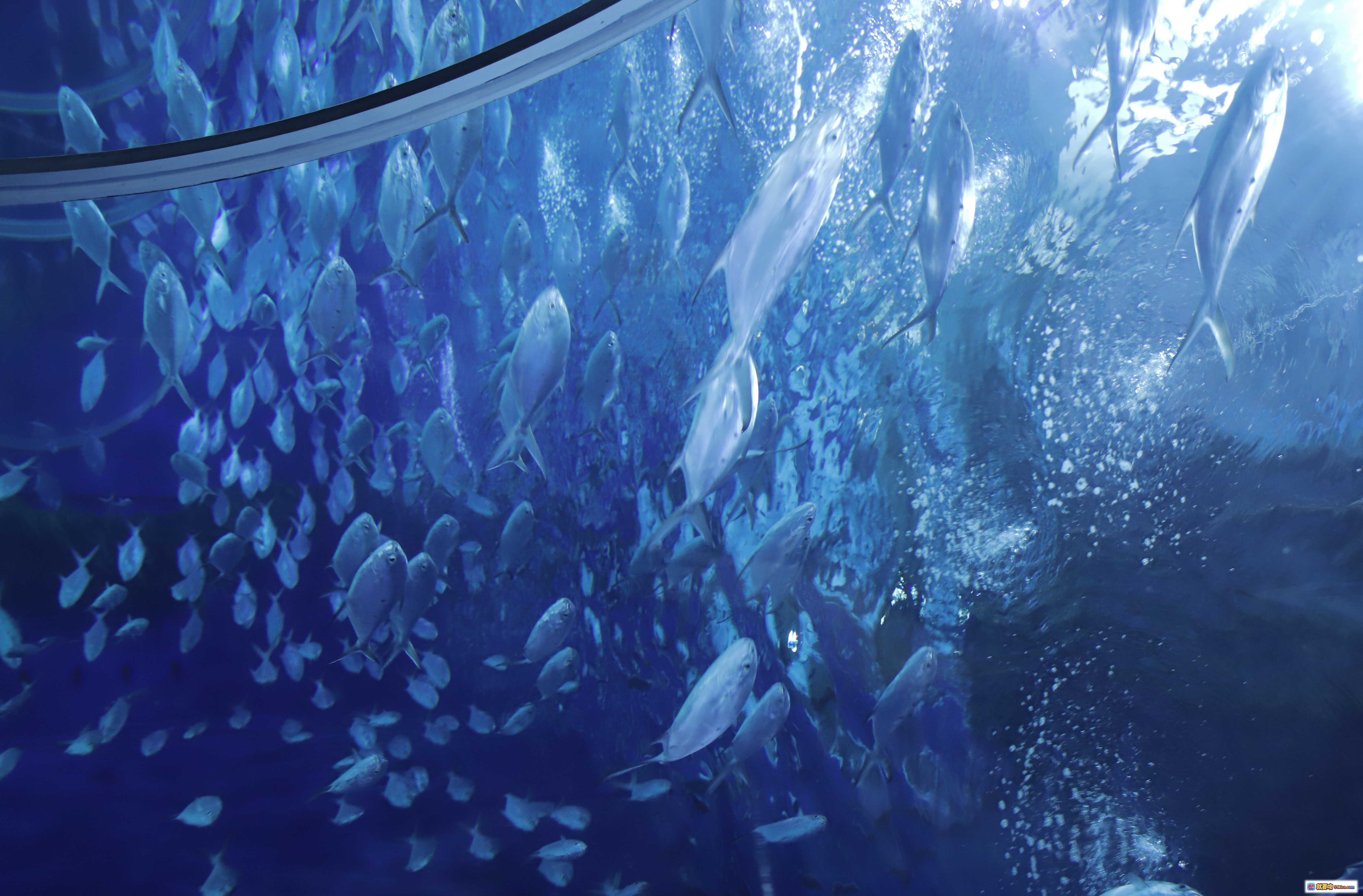 图片[2] - Shika小鹿鹿NO.073生日写真 | 黑色碎花连衣裙楼梯窗边优雅姿势 | 65P高清美图 - 就要吻